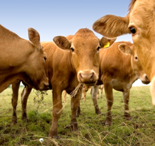 Beef